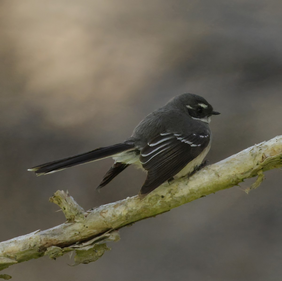 Gray Fantail - ML638934447