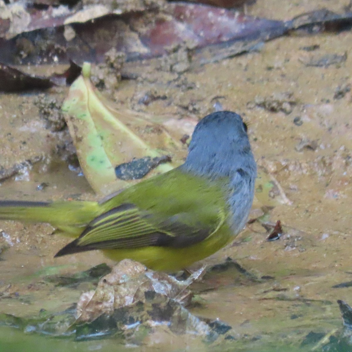 Gray-headed Canary-Flycatcher - ML638934449