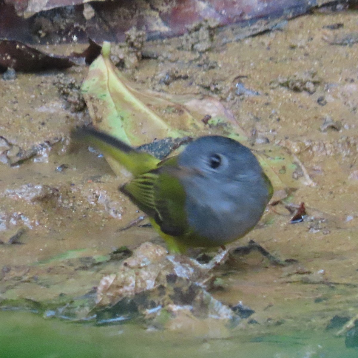 Gray-headed Canary-Flycatcher - ML638934451