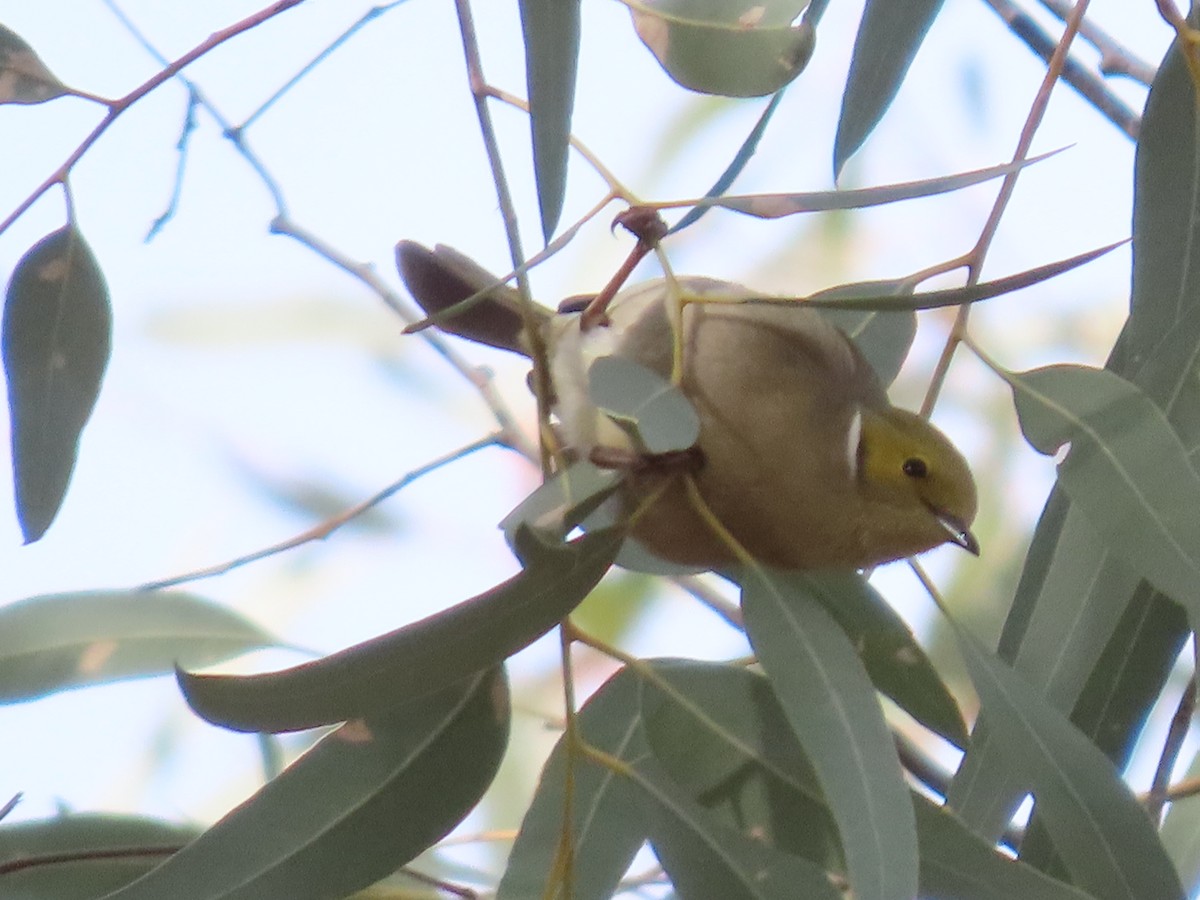 White-plumed Honeyeater - ML638934452