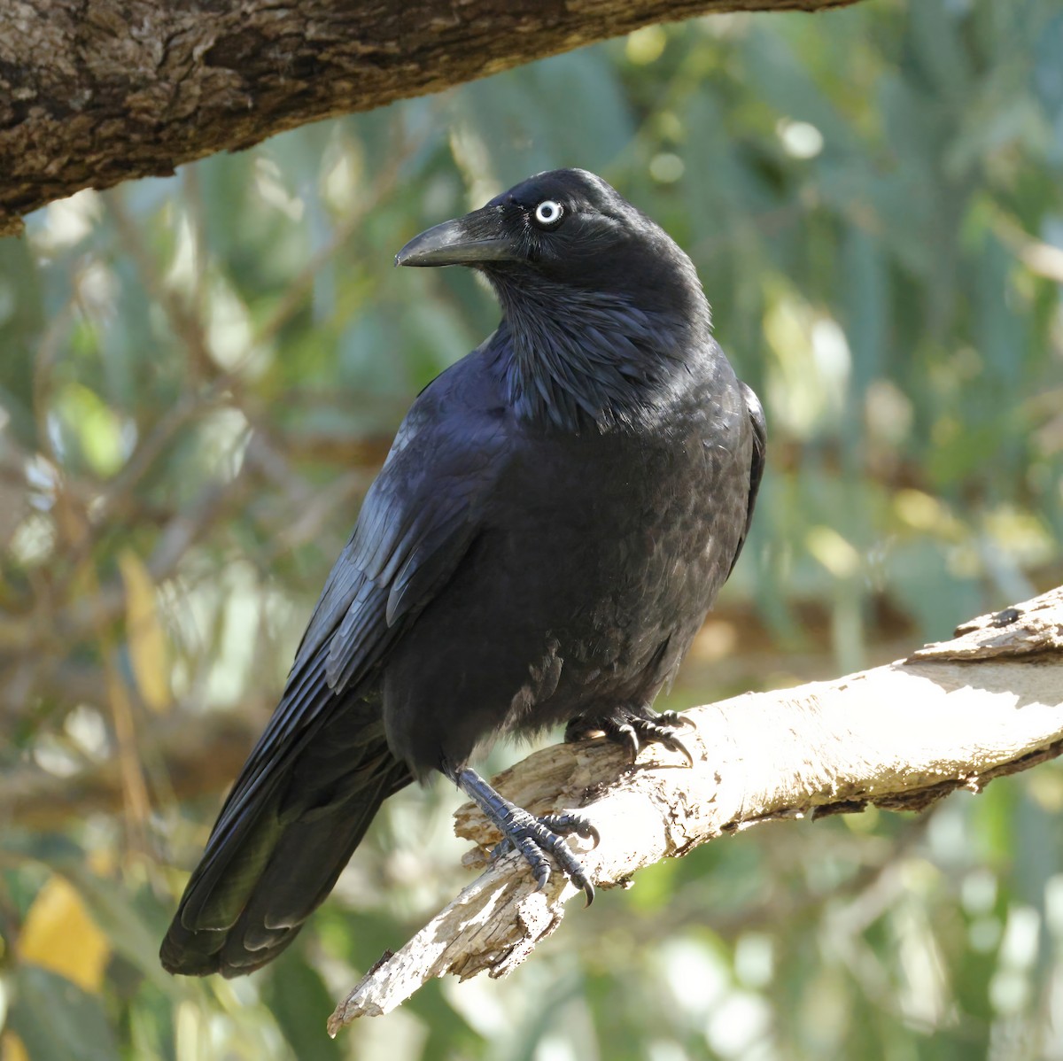 Australian Raven - ML638934453