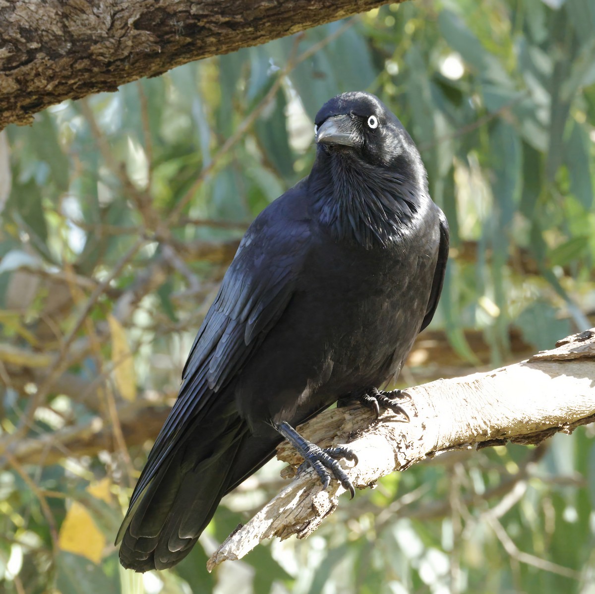 Australian Raven - ML638934454