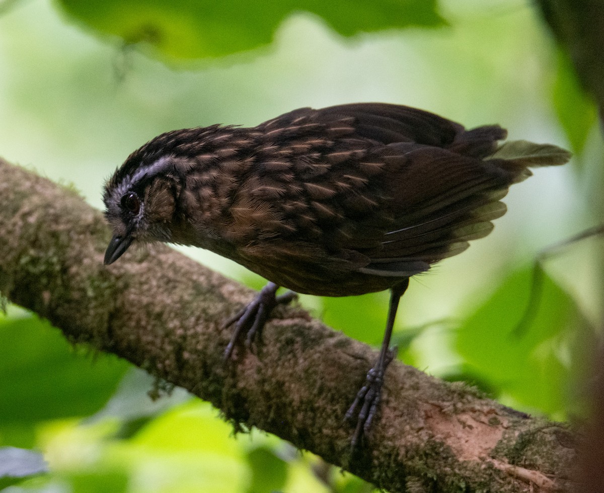Mountain Wren-Babbler - ML638934455