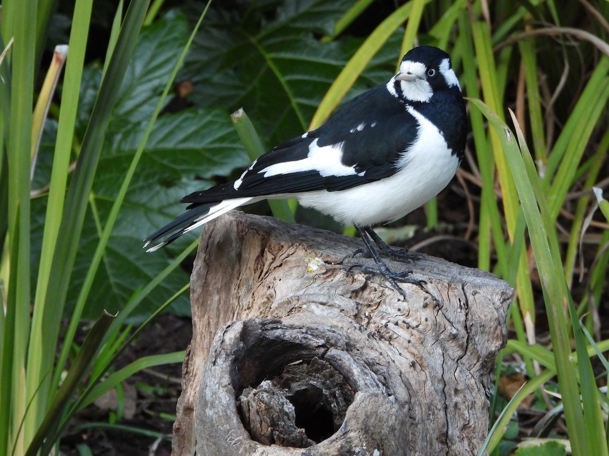 Magpie-lark - ML638934456