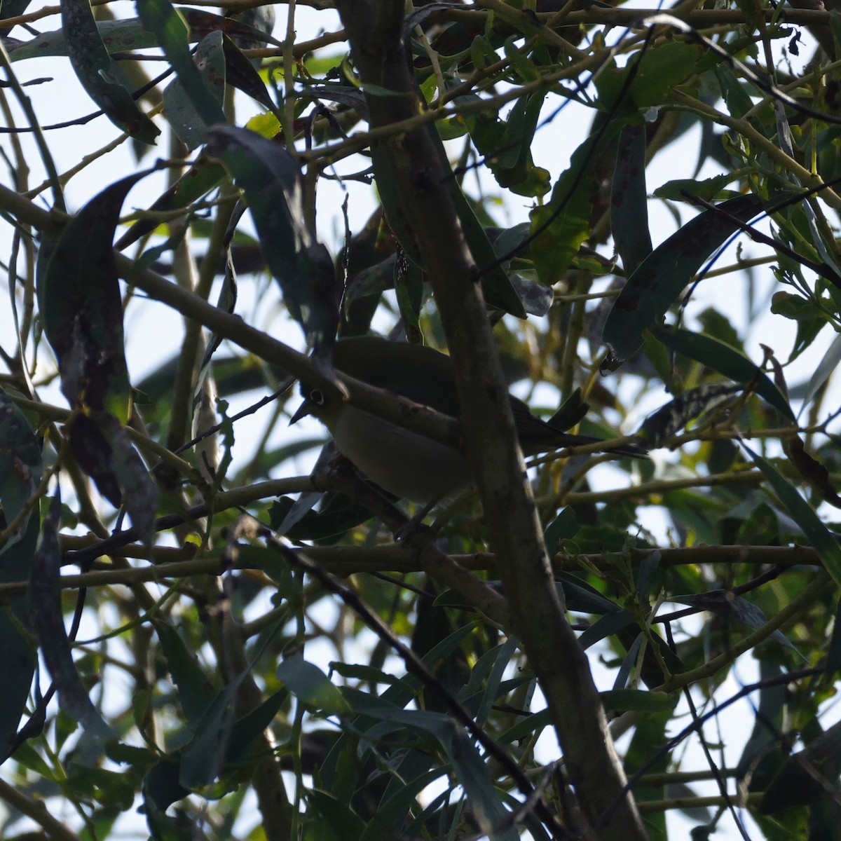 Silvereye - ML638934461