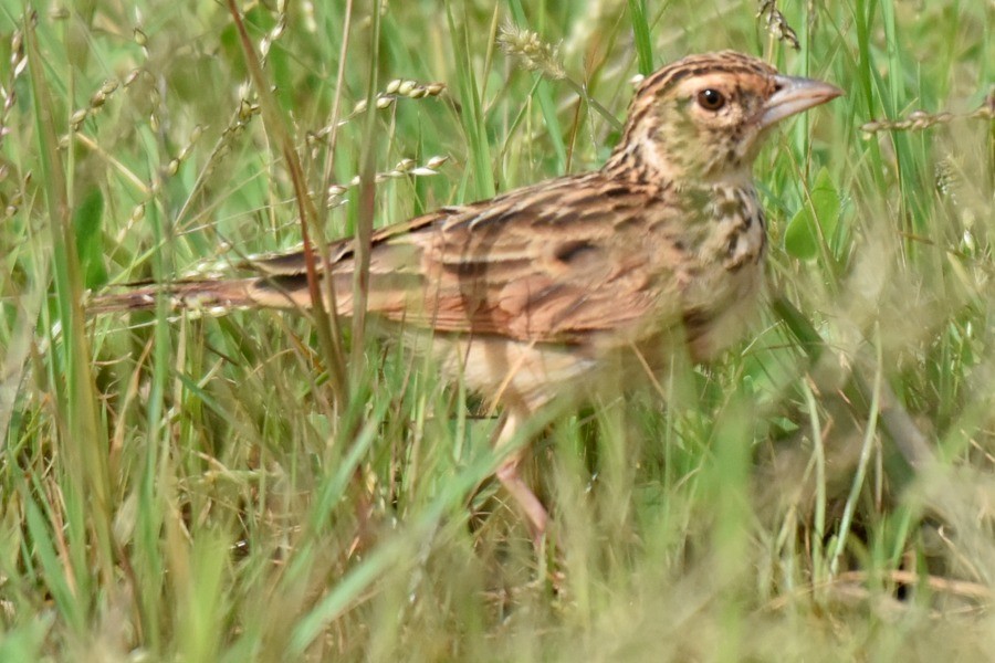 Indian Bushlark - ML638934463