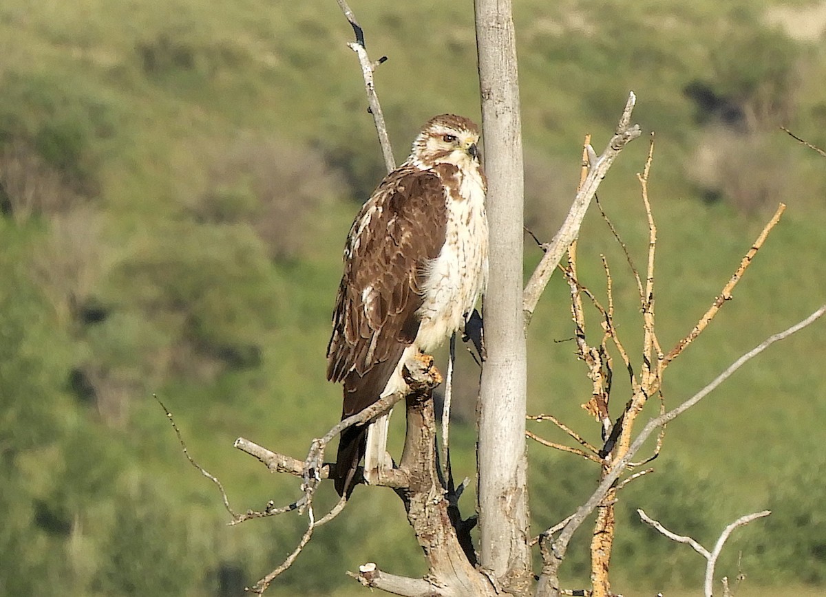 Red-tailed Hawk - ML638934464