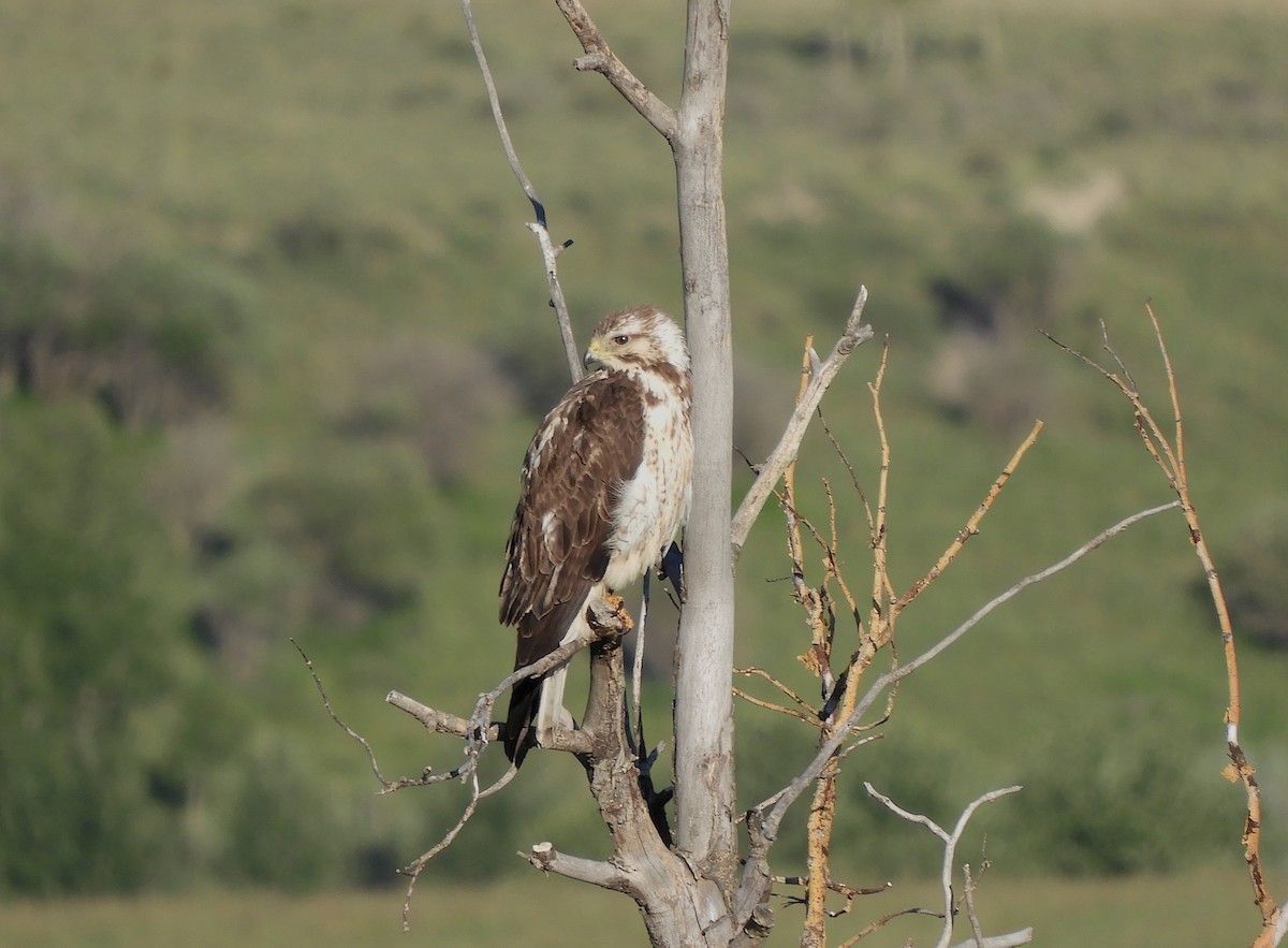 Red-tailed Hawk - ML638934465