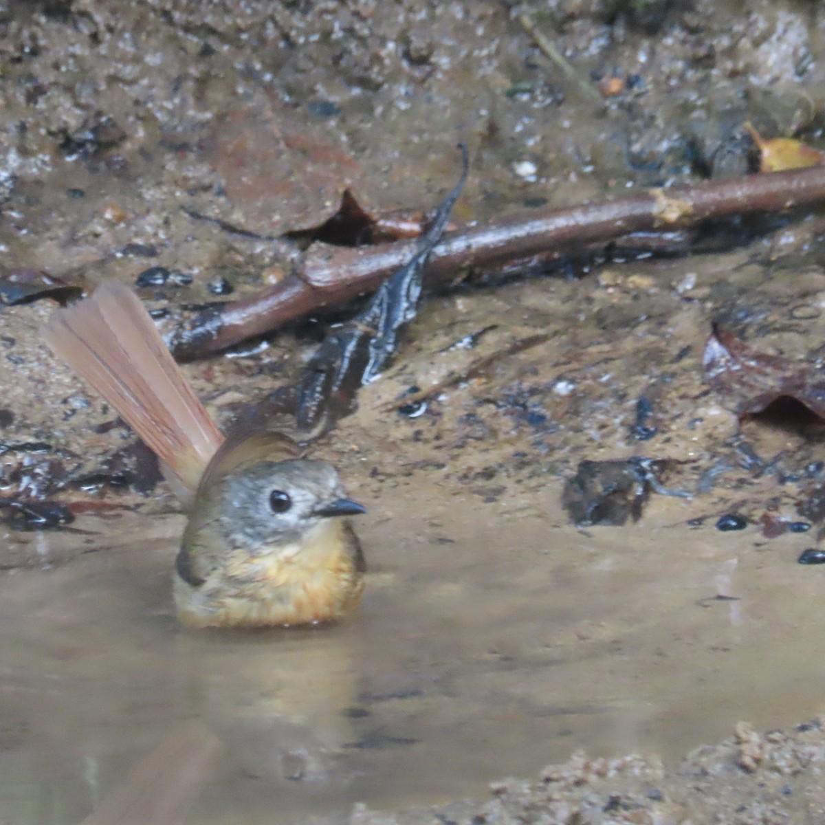 Pale-chinned Flycatcher - ML638934469