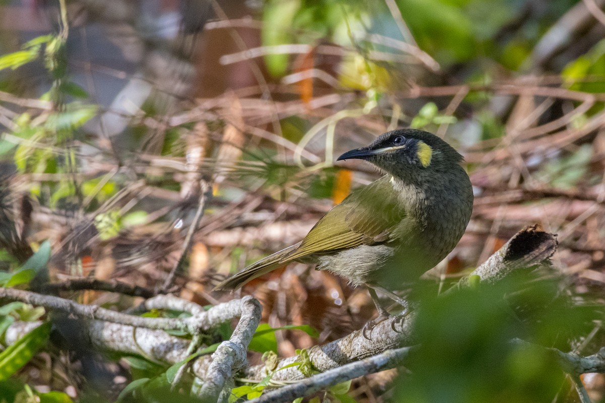 Lewin's Honeyeater - ML638934474