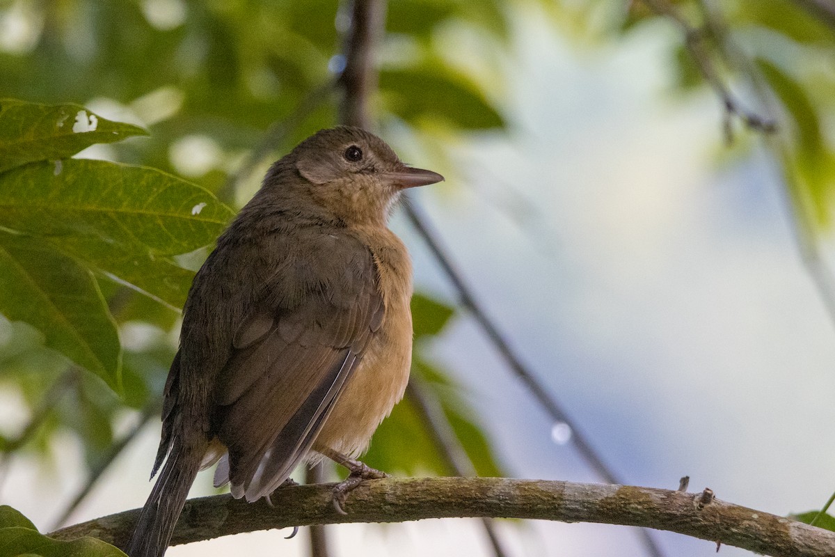 Rufous Shrikethrush - ML638934476