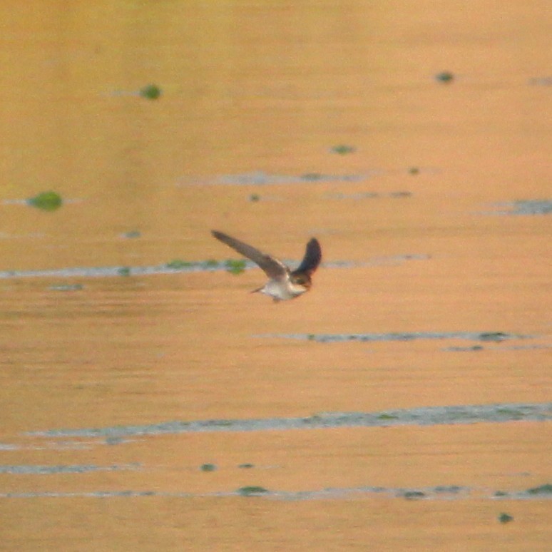 Northern Rough-winged Swallow - ML638934477