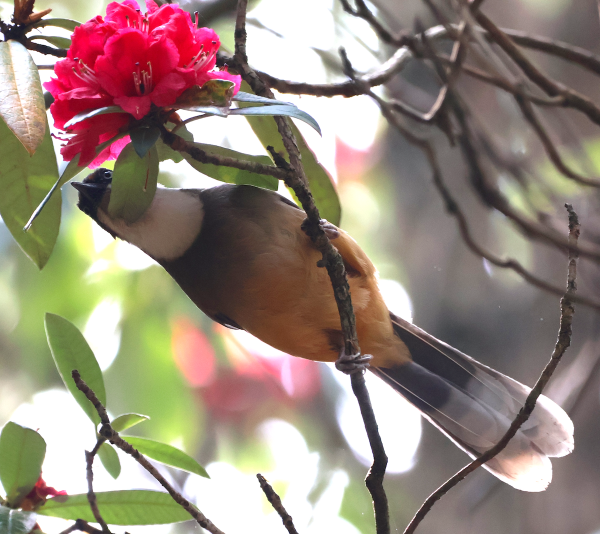 White-throated Laughingthrush - ML638934479