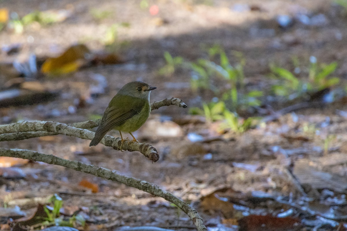 Pale-yellow Robin - ML638934481