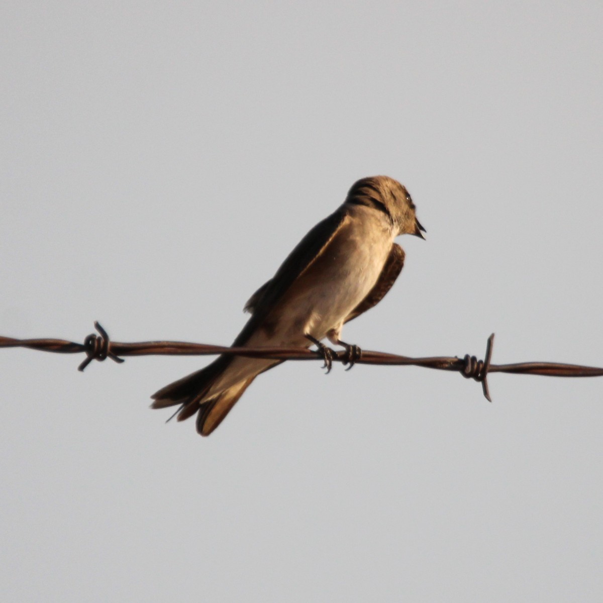 Northern Rough-winged Swallow - ML638934482
