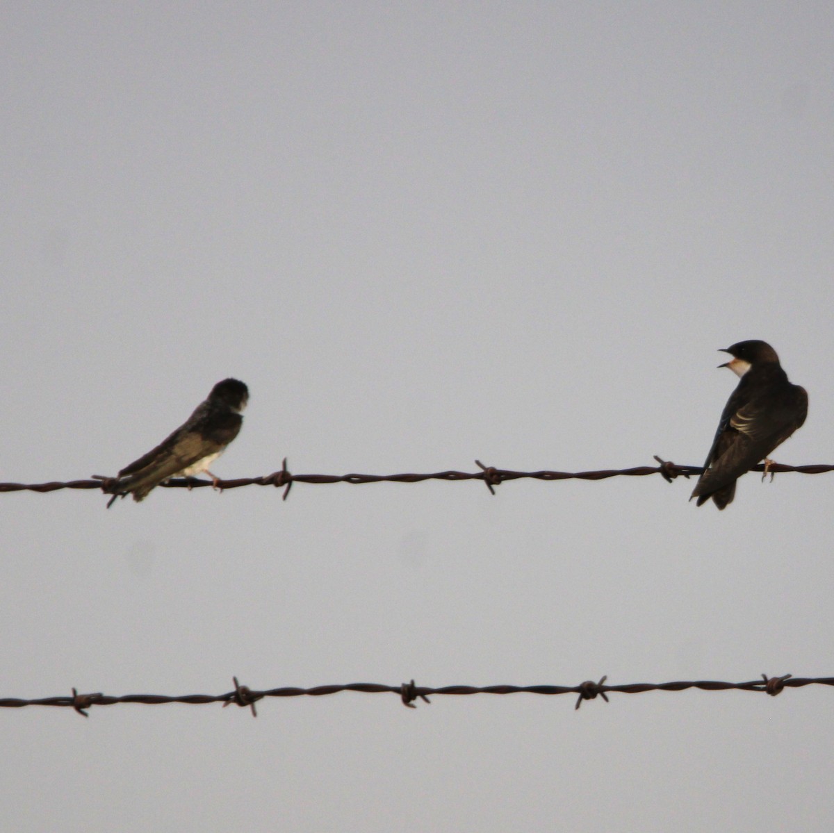 Northern Rough-winged Swallow - ML638934483