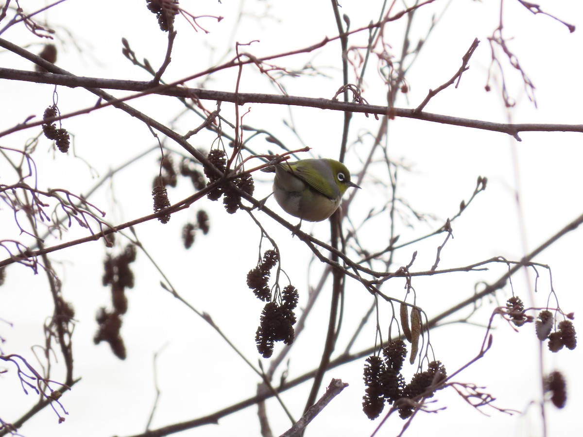 Silvereye - ML638934484