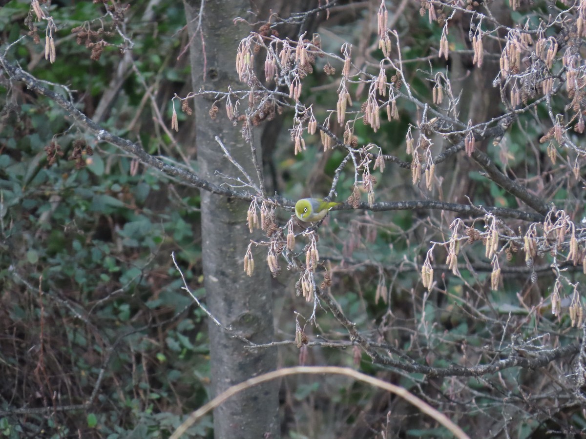 Silvereye - ML638934485