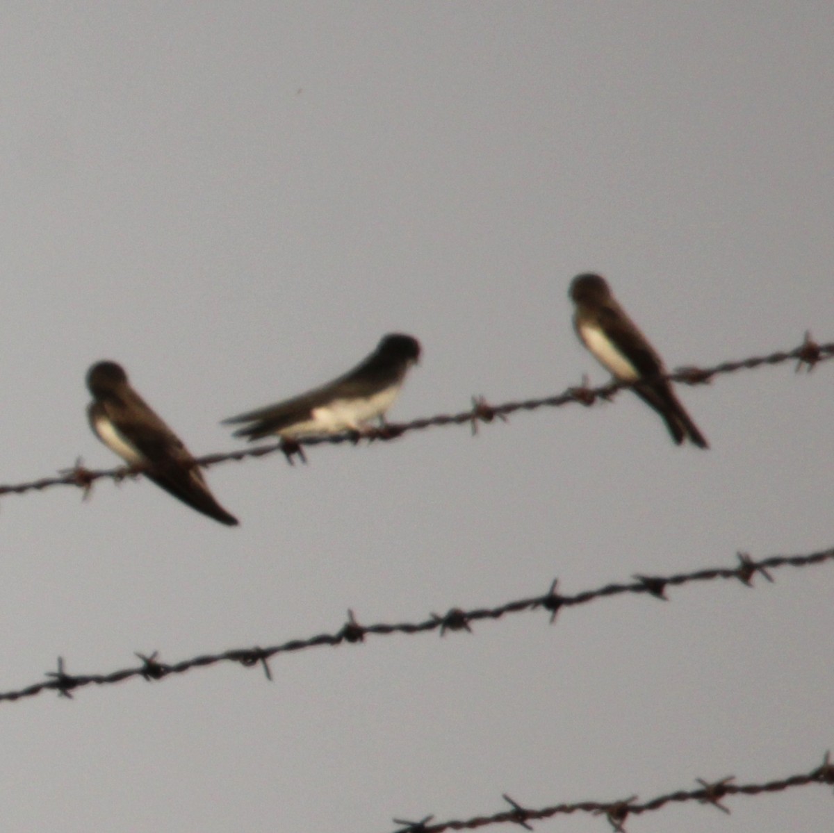 Northern Rough-winged Swallow - ML638934486