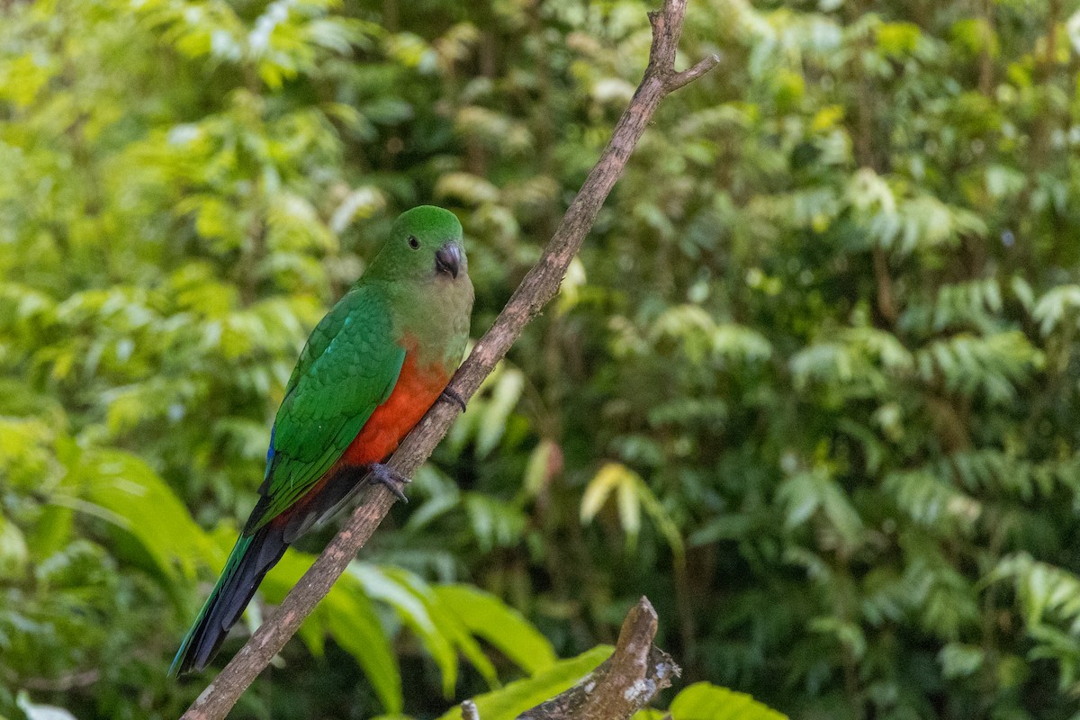 Australian King-Parrot - ML638934490