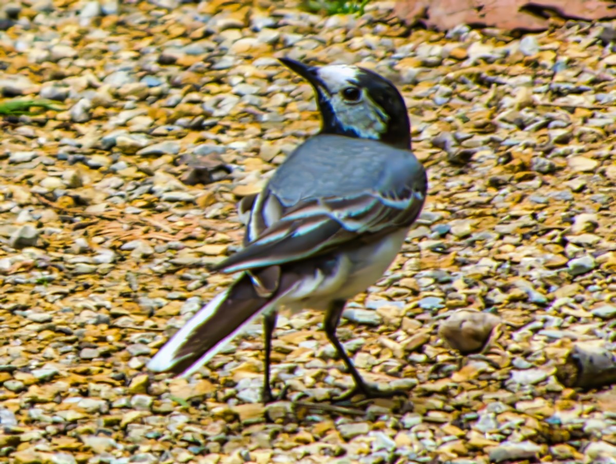 White Wagtail (White-faced) - ML638934492