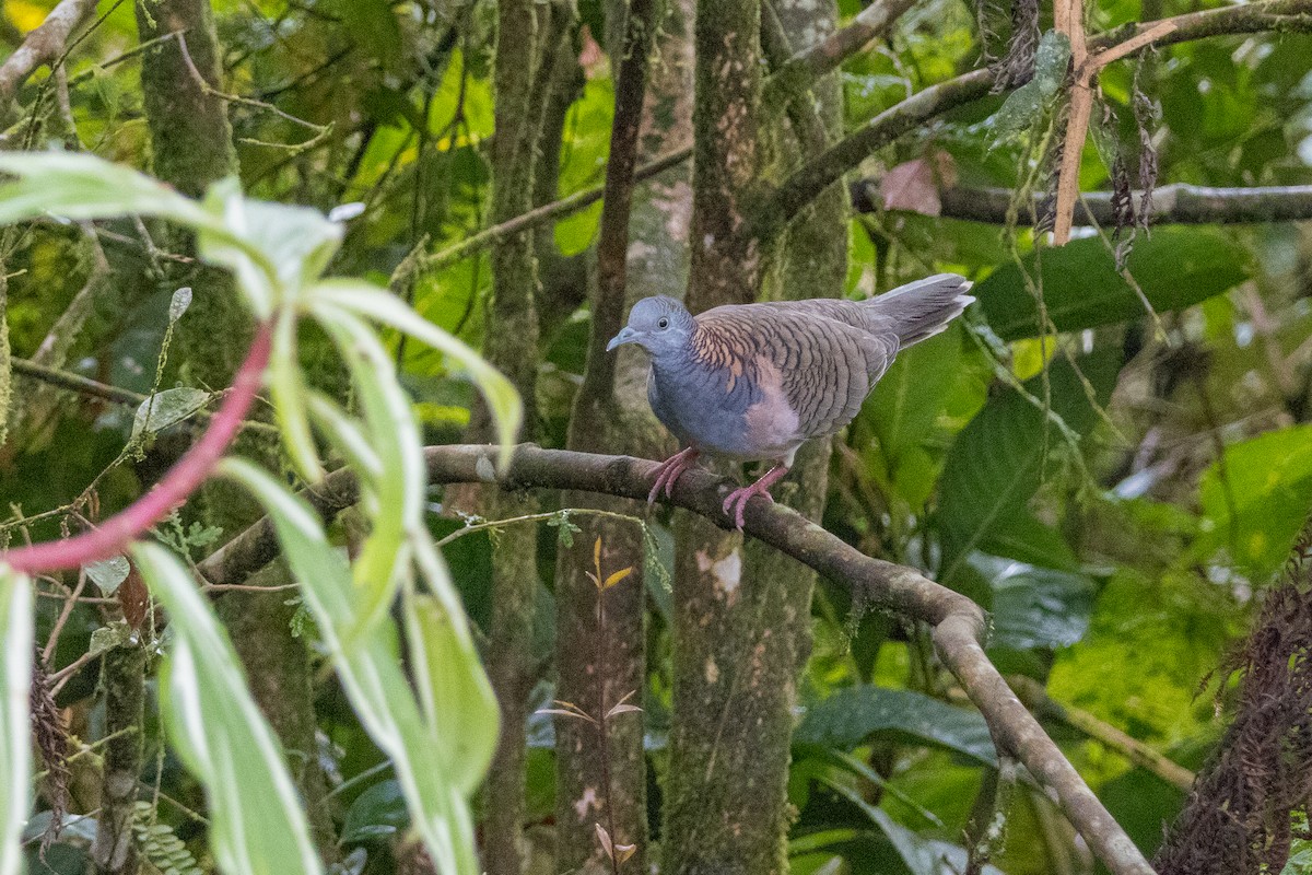Bar-shouldered Dove - ML638934493