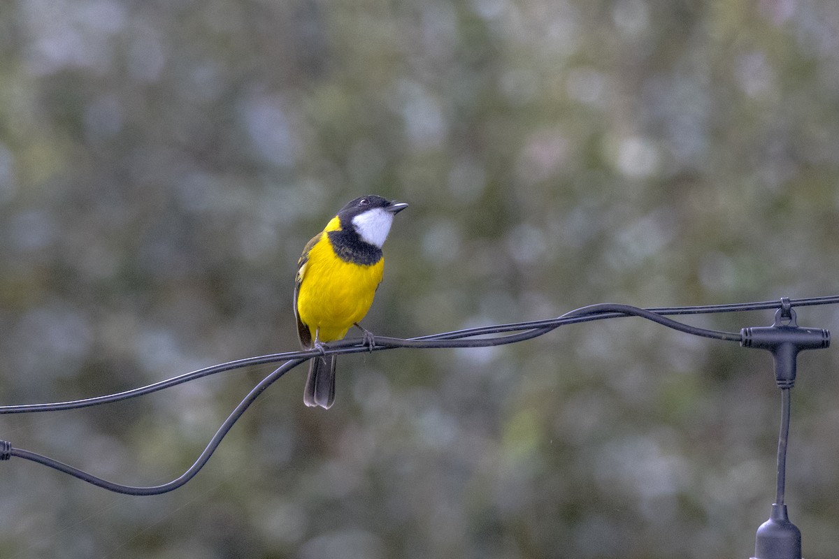Golden Whistler - ML638934494