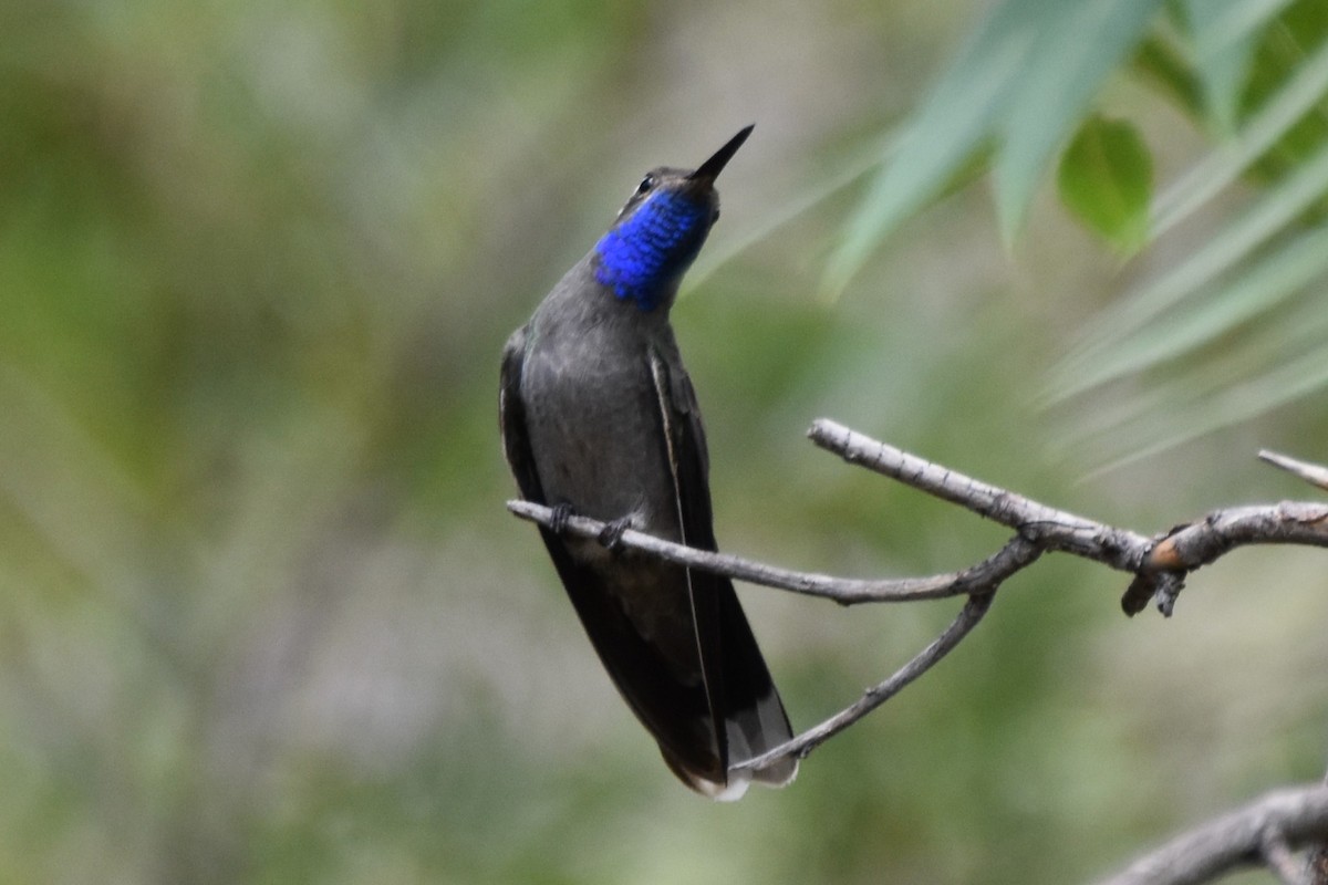 Blue-throated Mountain-gem - ML638934496