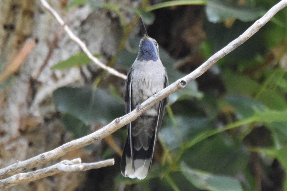Blue-throated Mountain-gem - ML638934497