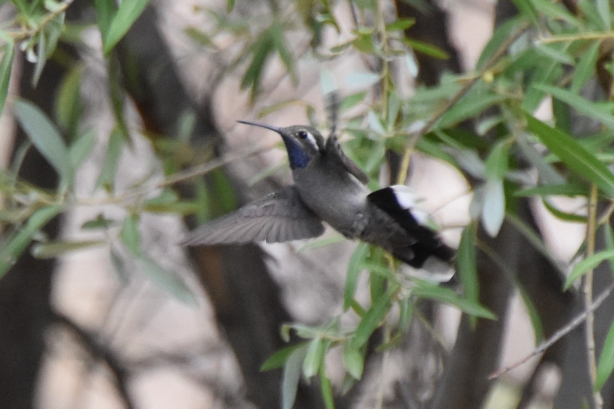 Blue-throated Mountain-gem - ML638934498