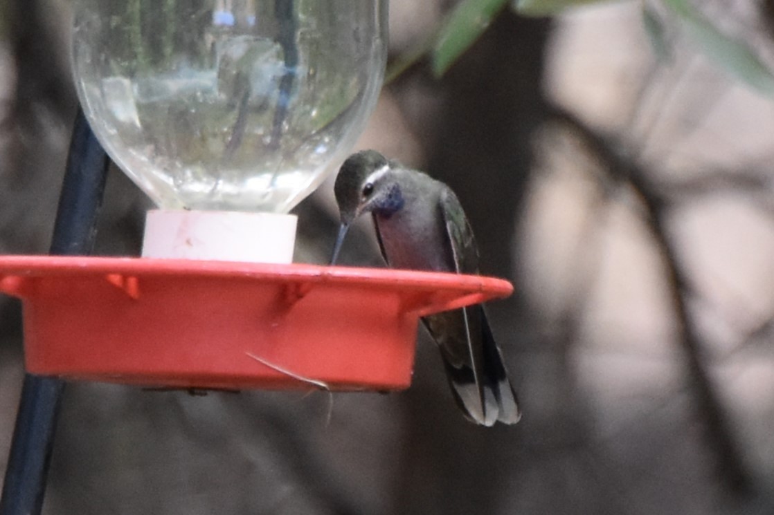 Blue-throated Mountain-gem - ML638934499