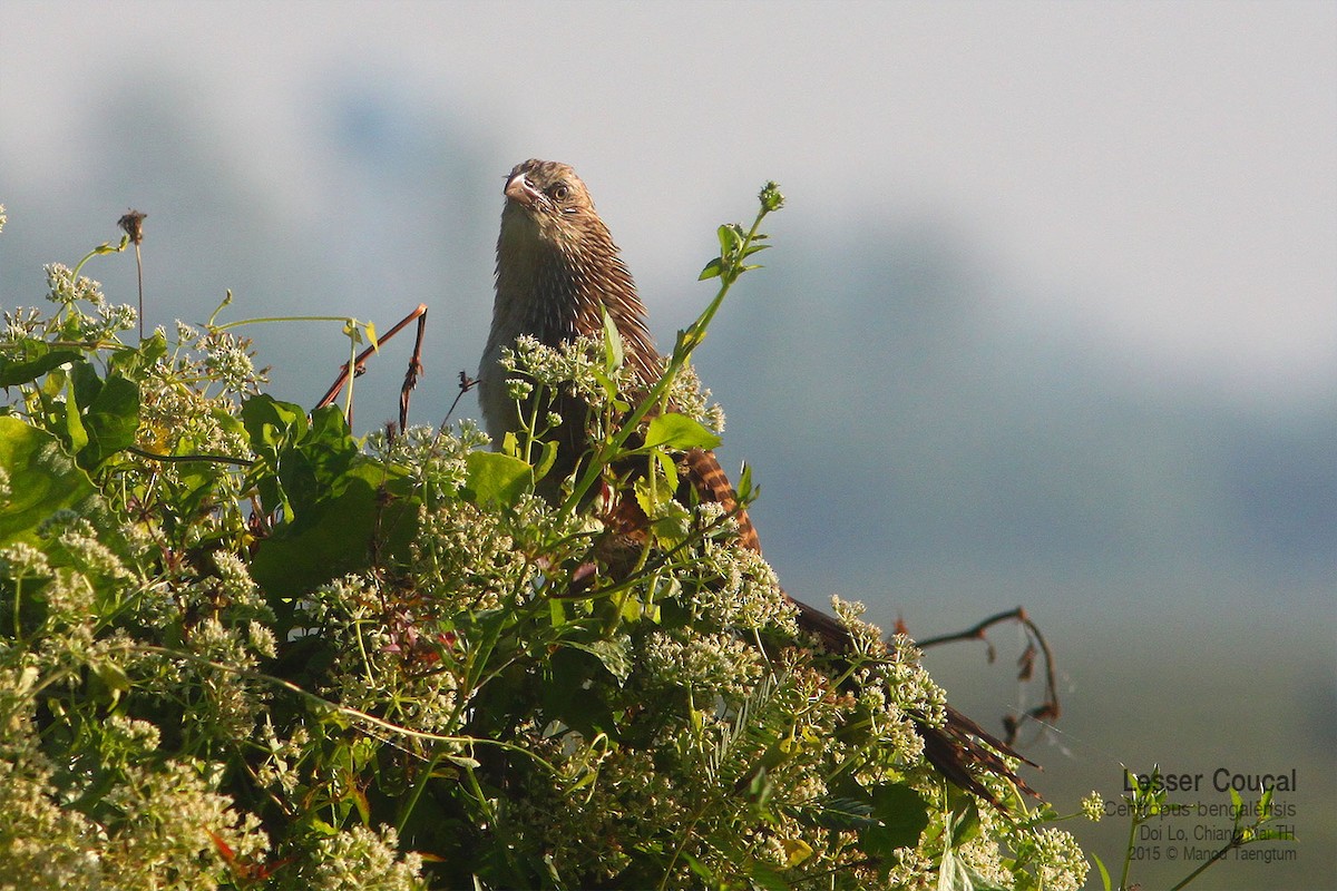 Lesser Coucal - ML638934510