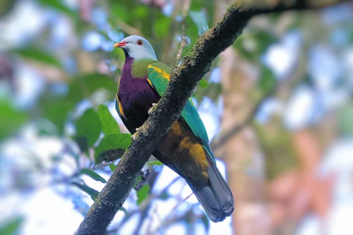 Wompoo Fruit-Dove - ML638934517