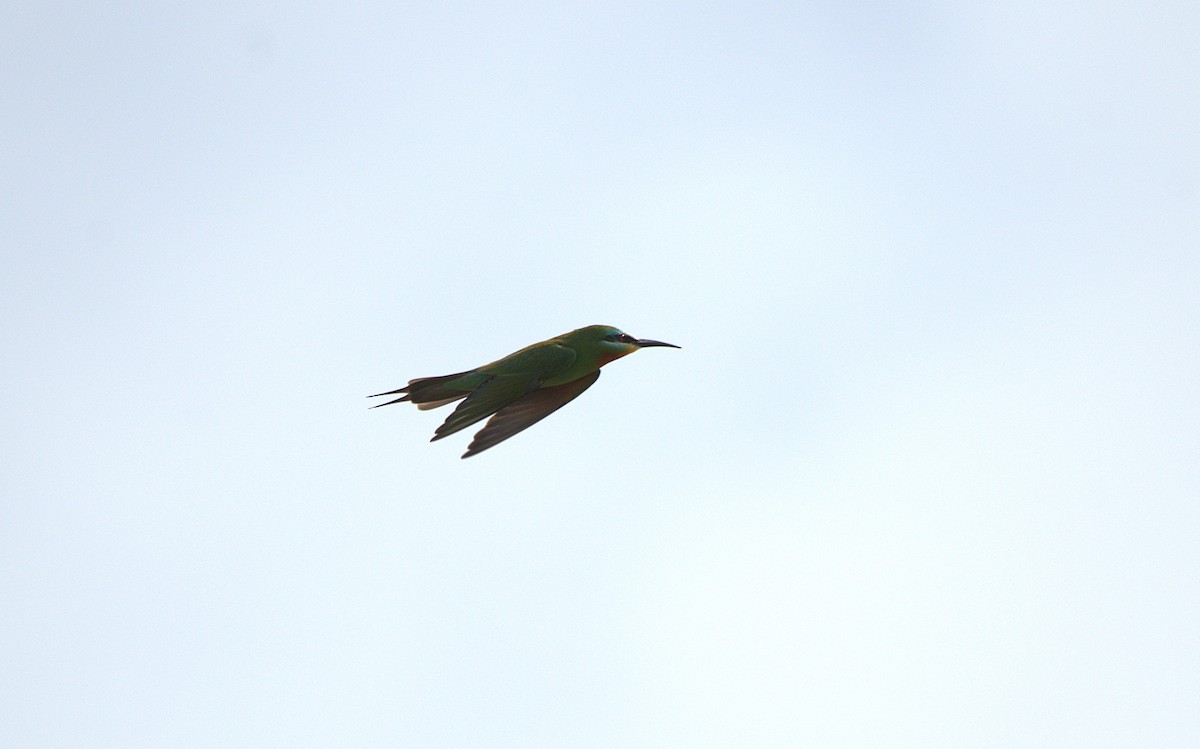 Blue-cheeked Bee-eater - ML638934518