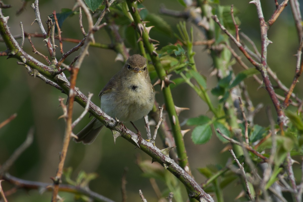 Common Chiffchaff - ML638934519