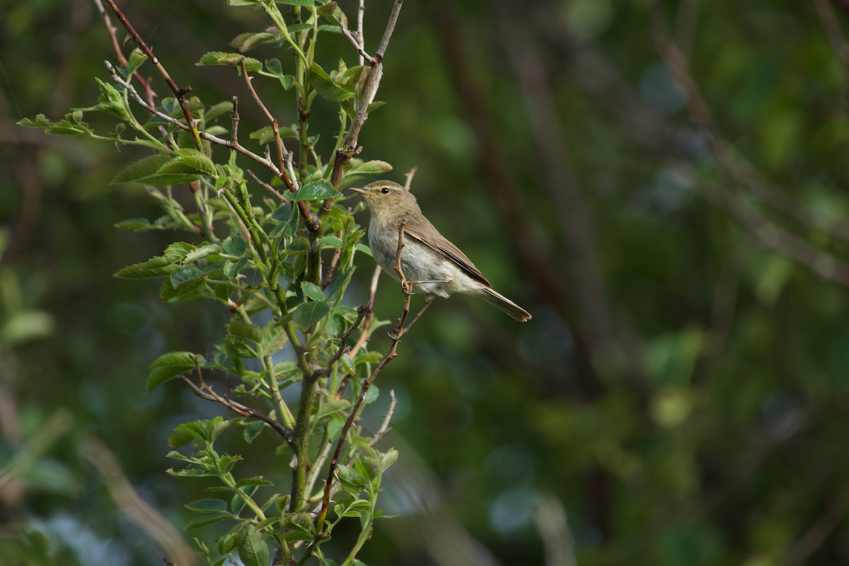 Common Chiffchaff - ML638934520