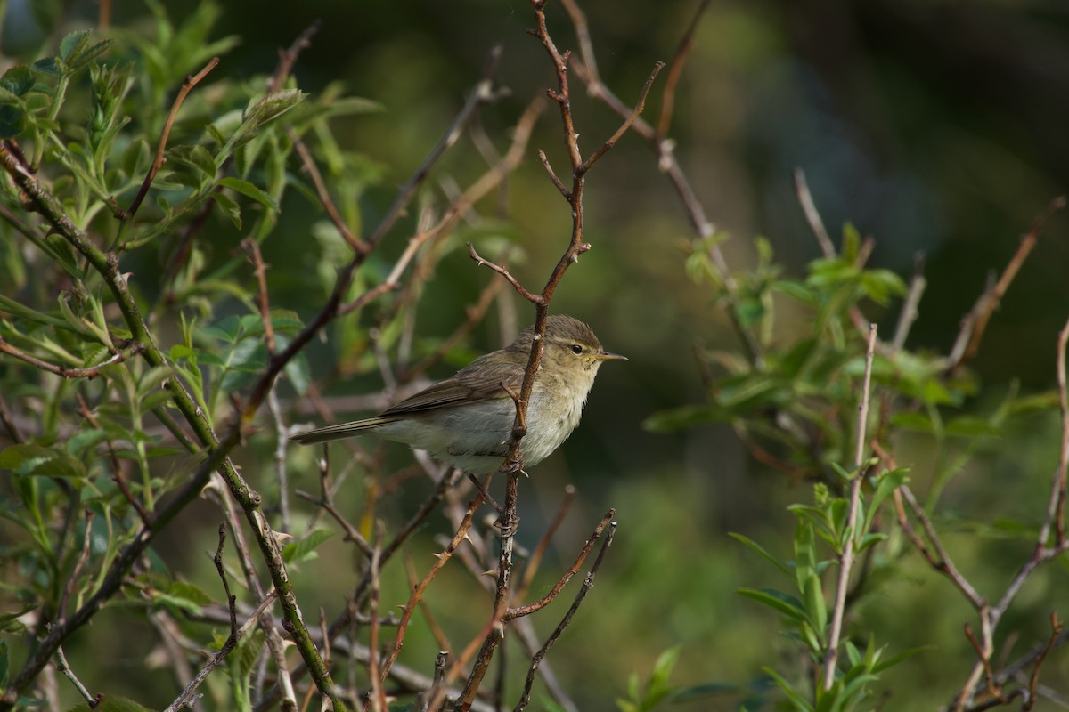 Common Chiffchaff - ML638934521