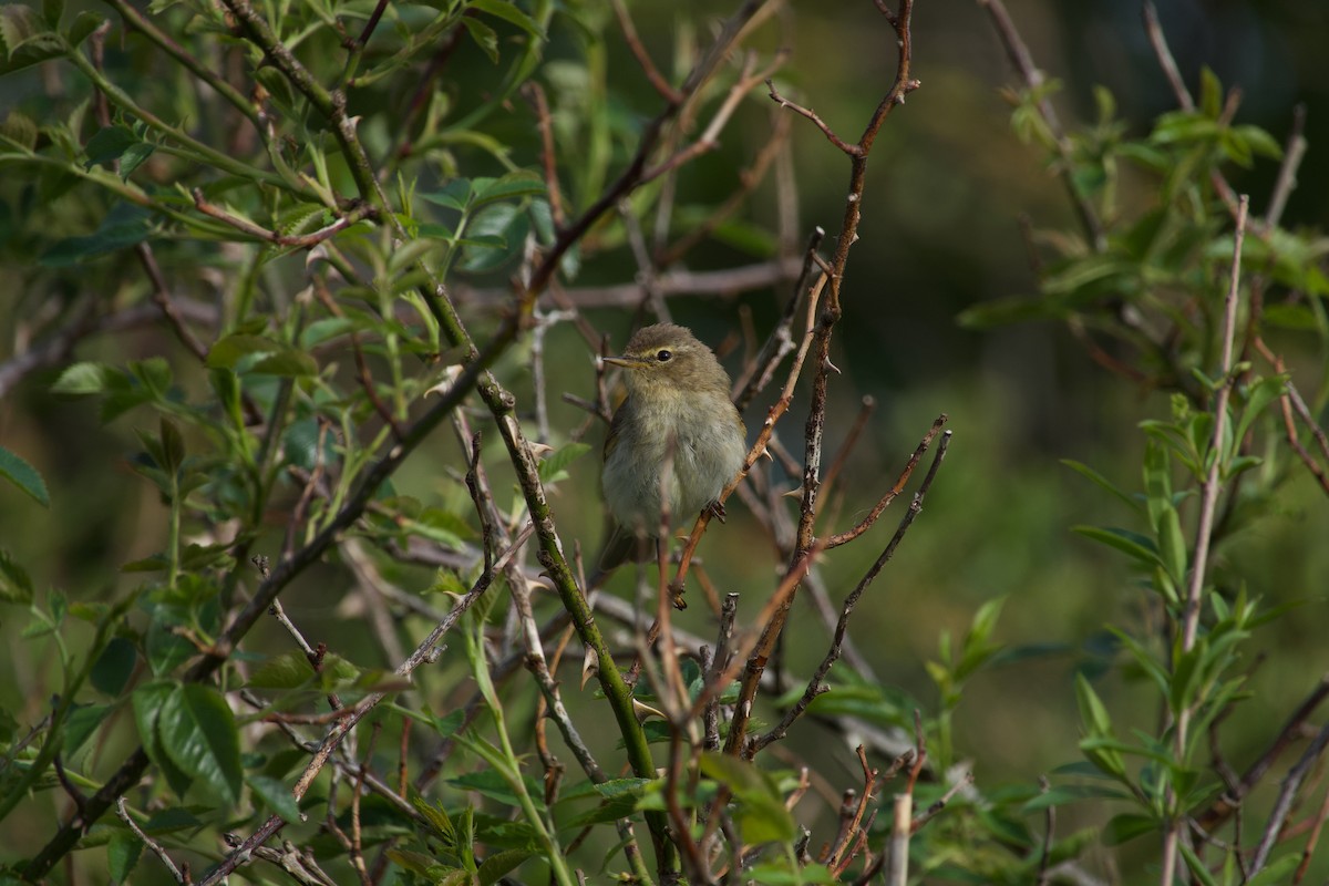 Common Chiffchaff - ML638934522