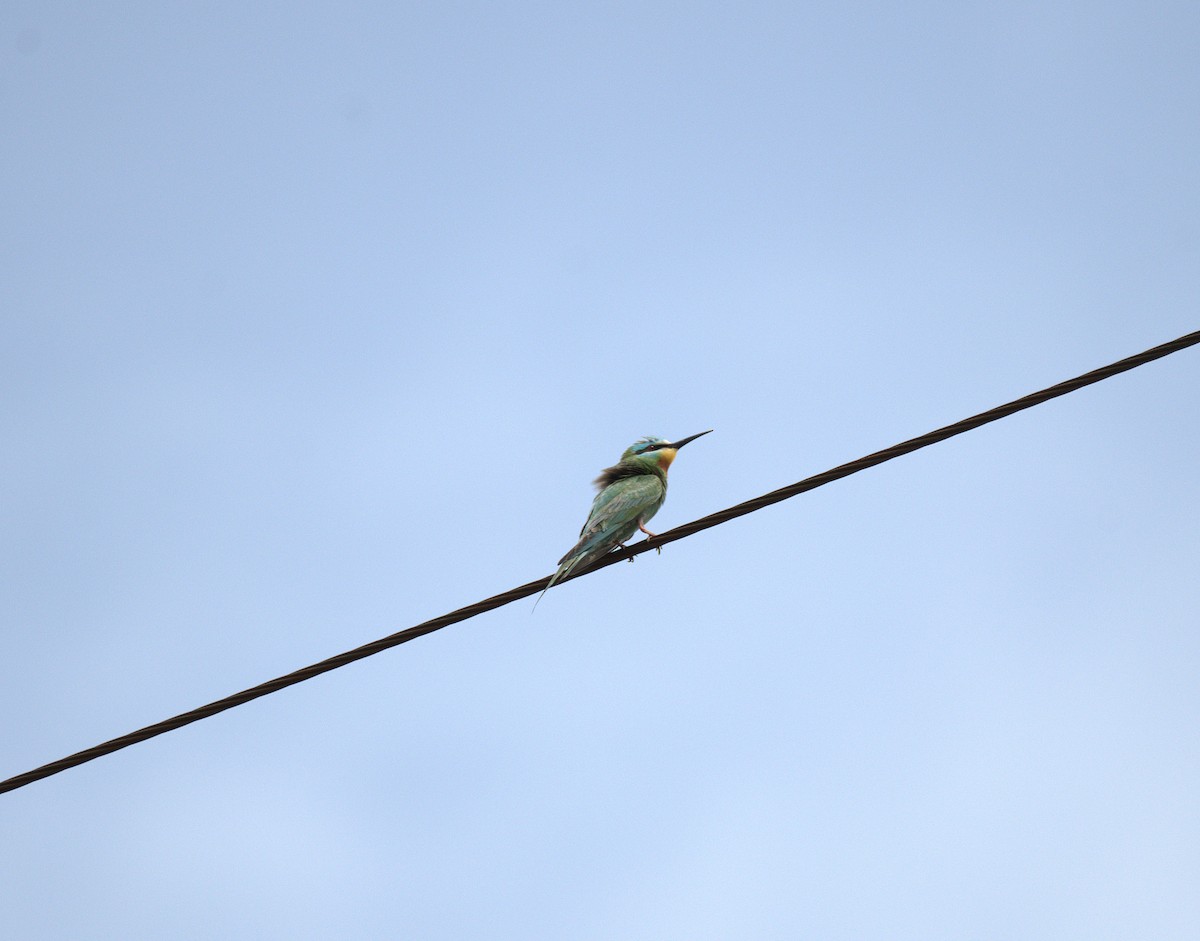 Blue-cheeked Bee-eater - ML638934524