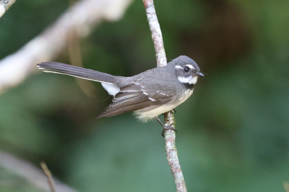 Gray Fantail - ML638934526