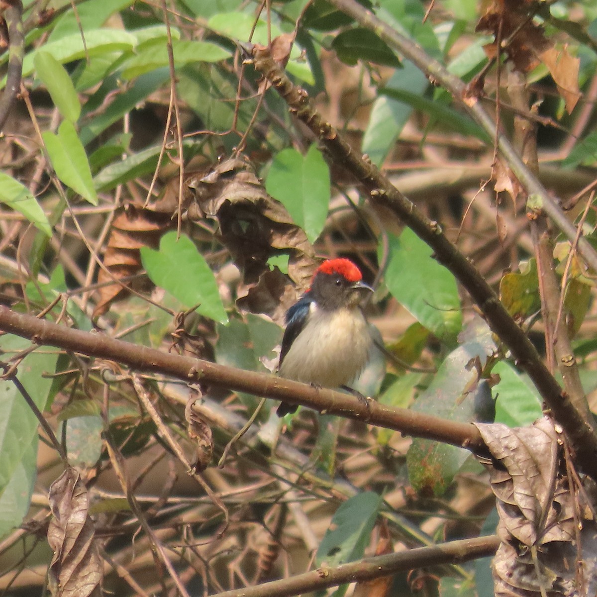 Scarlet-backed Flowerpecker - ML638934529