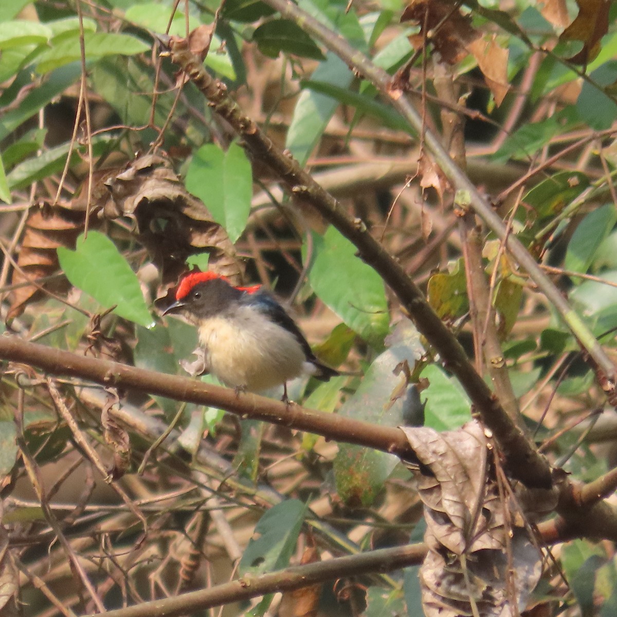 Scarlet-backed Flowerpecker - ML638934530