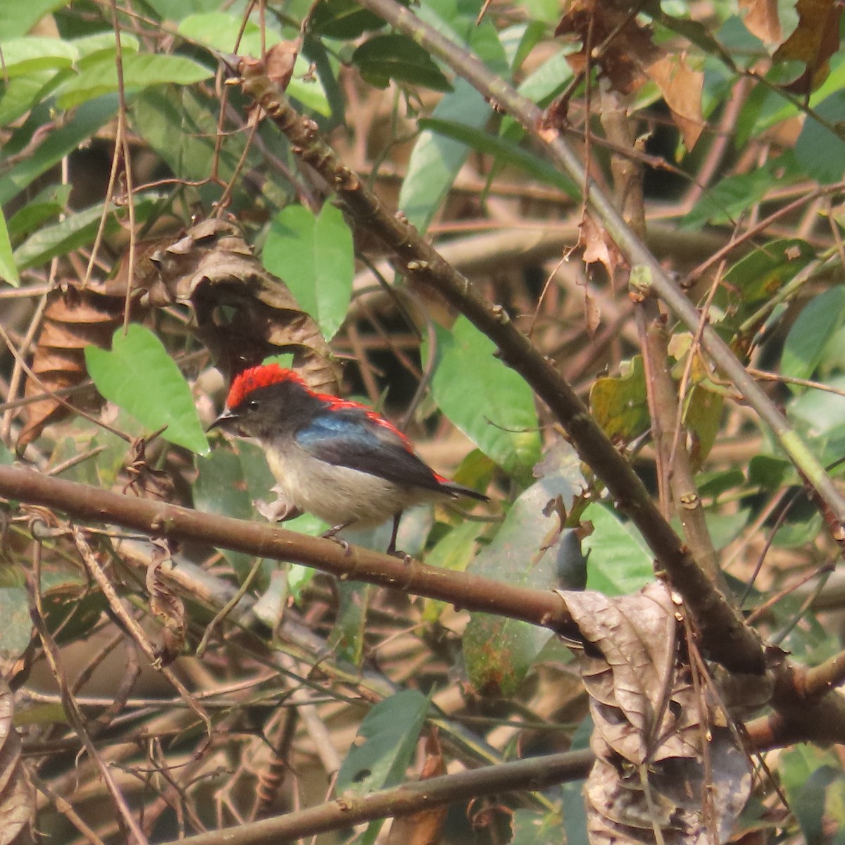 Scarlet-backed Flowerpecker - ML638934531