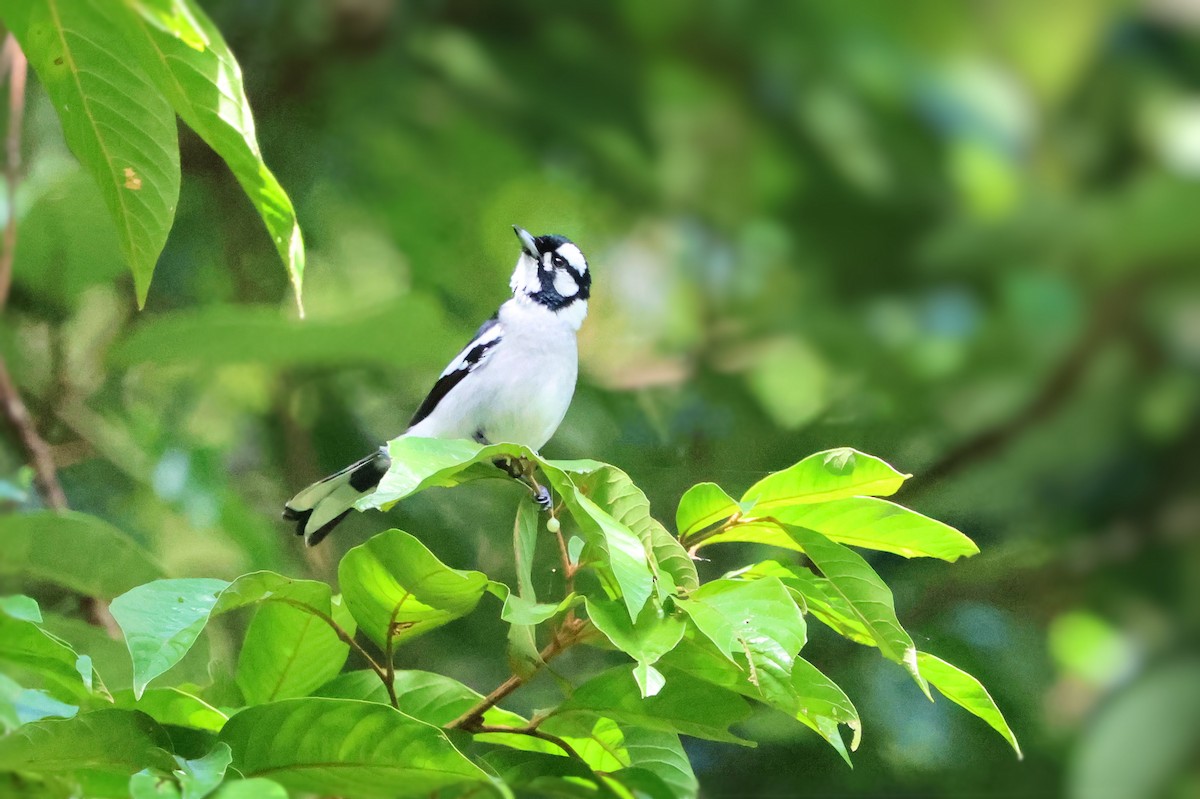 White-eared Monarch - ML638934533