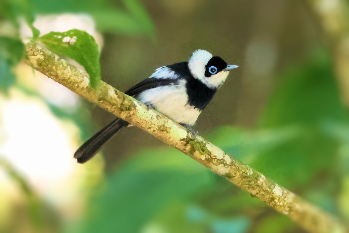 Pied Monarch - ML638934534