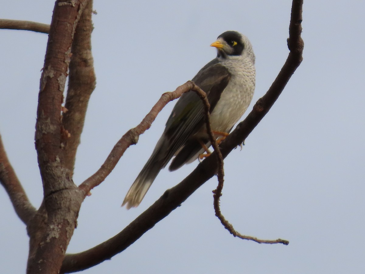 Noisy Miner - ML638934535