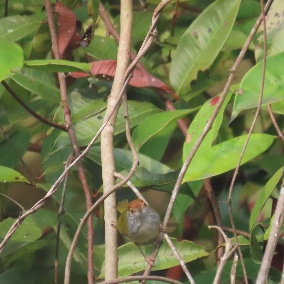 Dark-necked Tailorbird - ML638934538