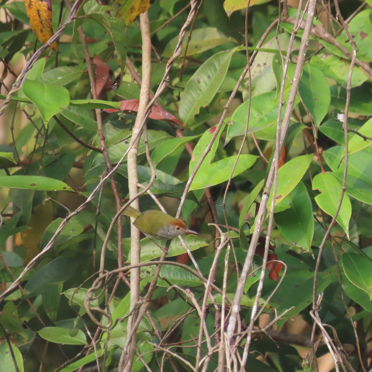 Dark-necked Tailorbird - ML638934539