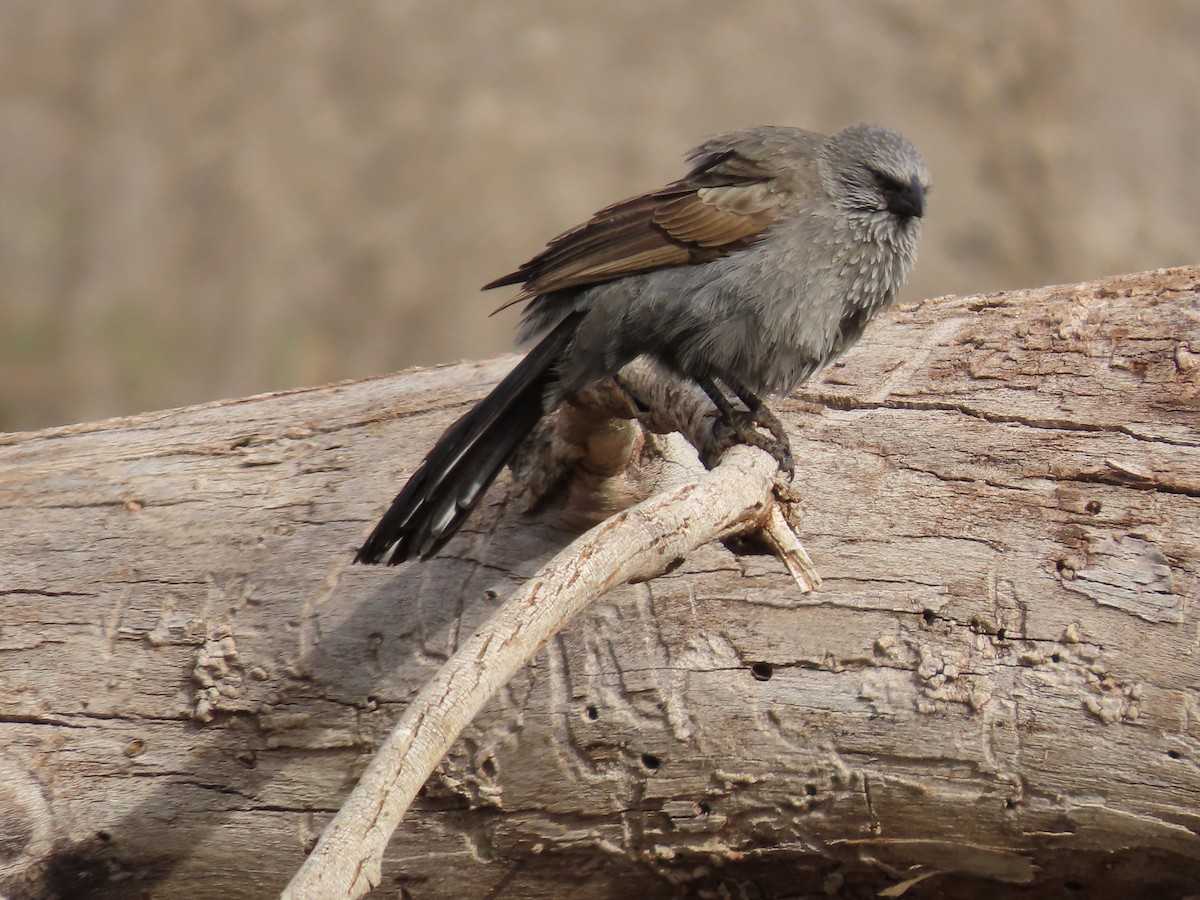 Apostlebird - ML638934541