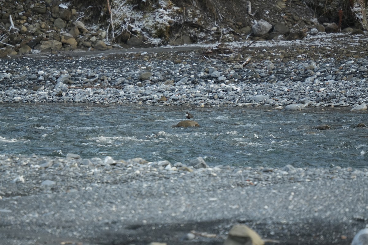 White-throated Dipper - ML638934542